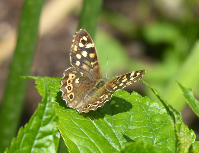 Speckled Wood Butterfly, Arundel Castle Gardens, West Sussex