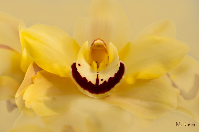 Yellow-moth-orchid_DSC7736