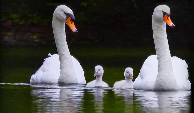 FRANCE - The swans take a family walk on the Loire river