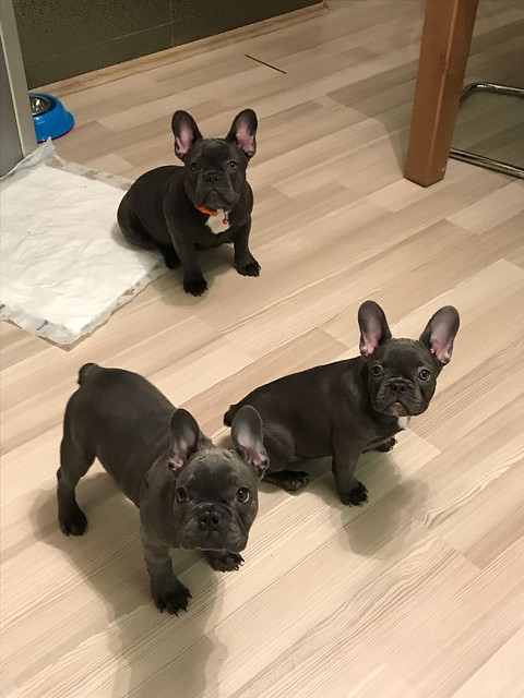 Pure bred French Bulldog Puppies Ready For Adoption