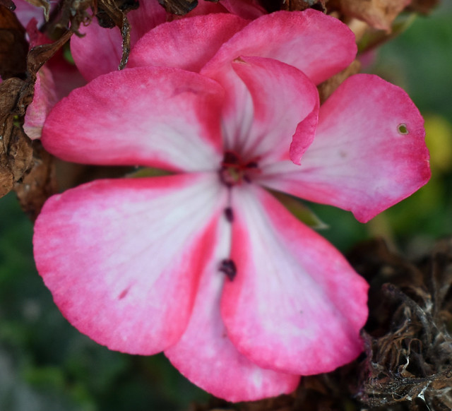 Pink Geranium Blossom.