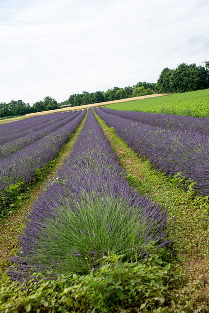 Lavendelfelder / Fields of lavender