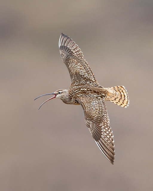 Bristle-theighed Curlew - Nome