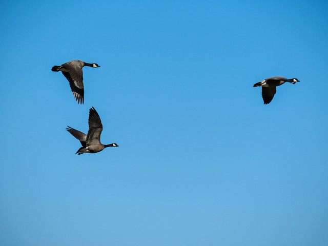 Cackling Geese in flight over Kigigak, AK