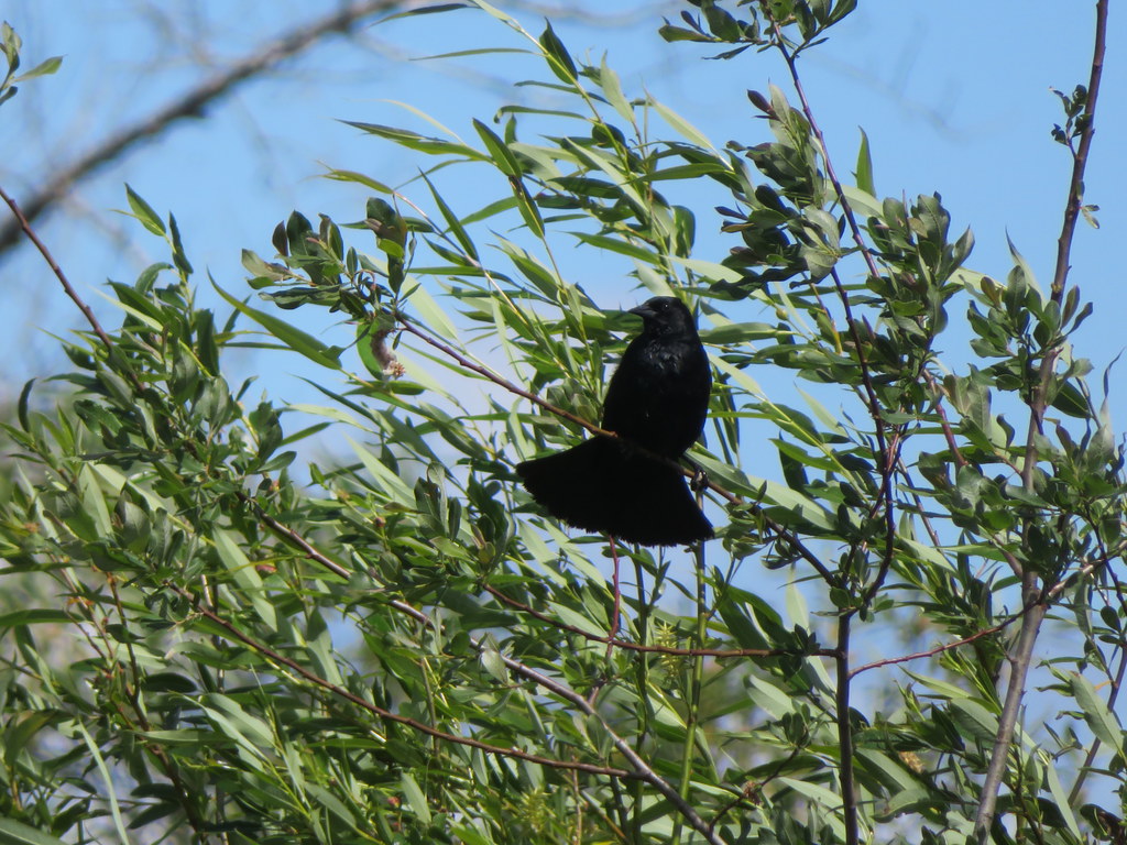 Red- Winged Blackbird