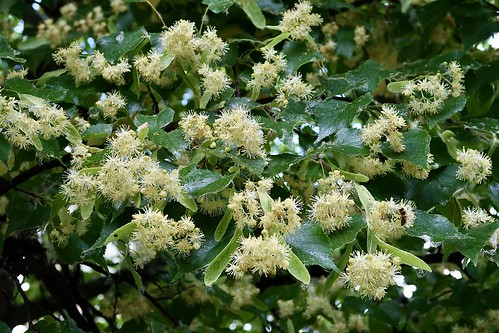 Linden tree flowers | Linden flowers are used in herbalism f… | Flickr