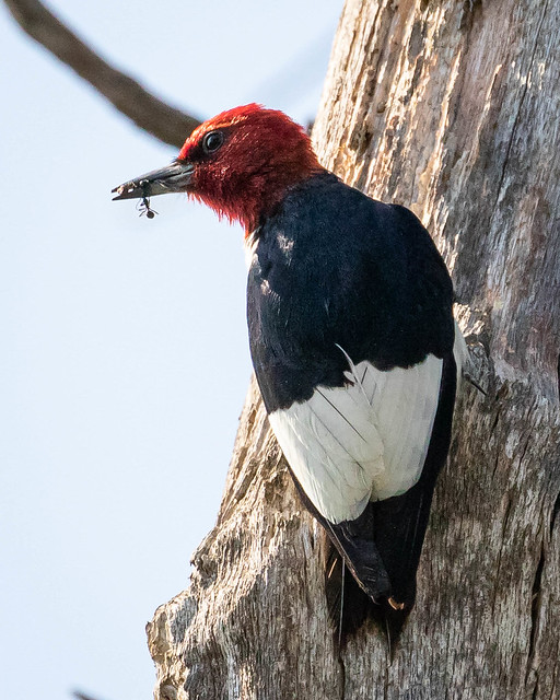 Red-headed Woodpecker with ants or termites II