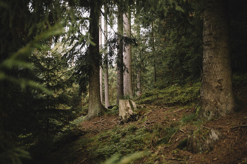 Forest #864 by desomnis, Forest photo with wide-open aperture, muted tones/colors and a little bit of mystery. forest woods t