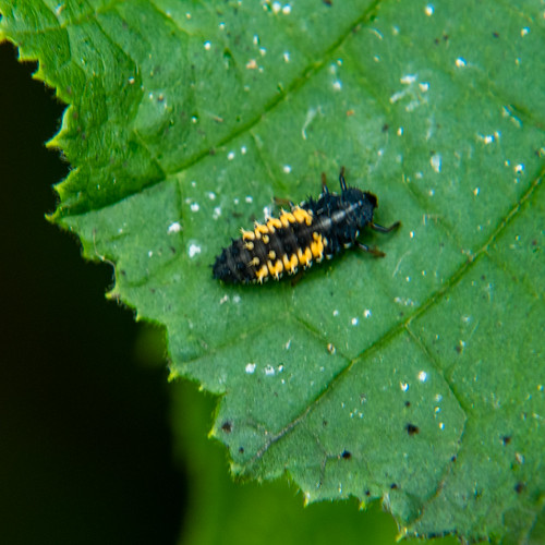 Harlequin larvae on hazel leaves