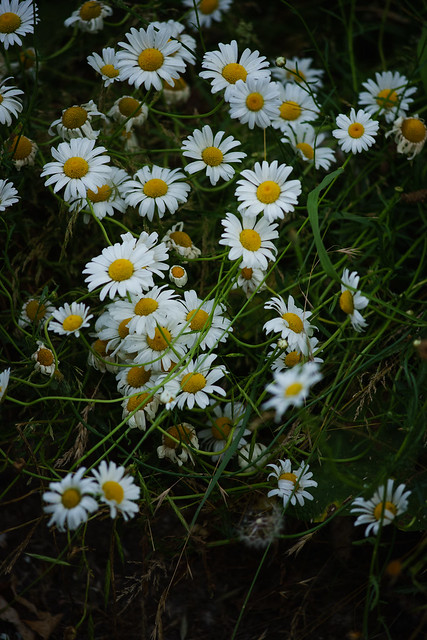 Daisy cluster