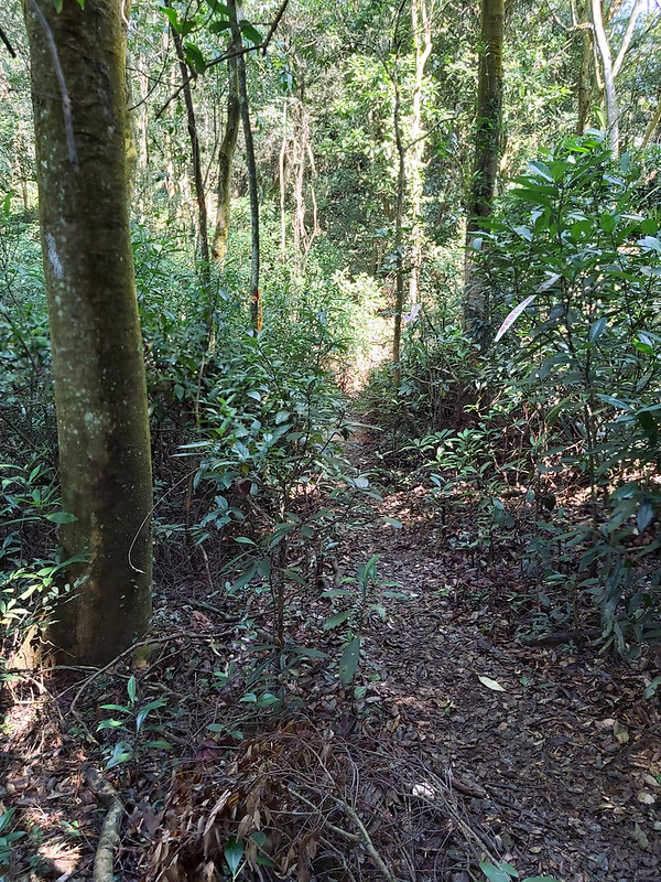 Sanyi Tongluo Ridgeline Hike in Miaoli