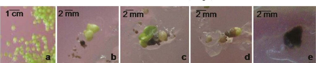 Hình 1 – Ảnh hưởng của nghiệm thức đột biến ở protocorms in vitro của A. crispa.