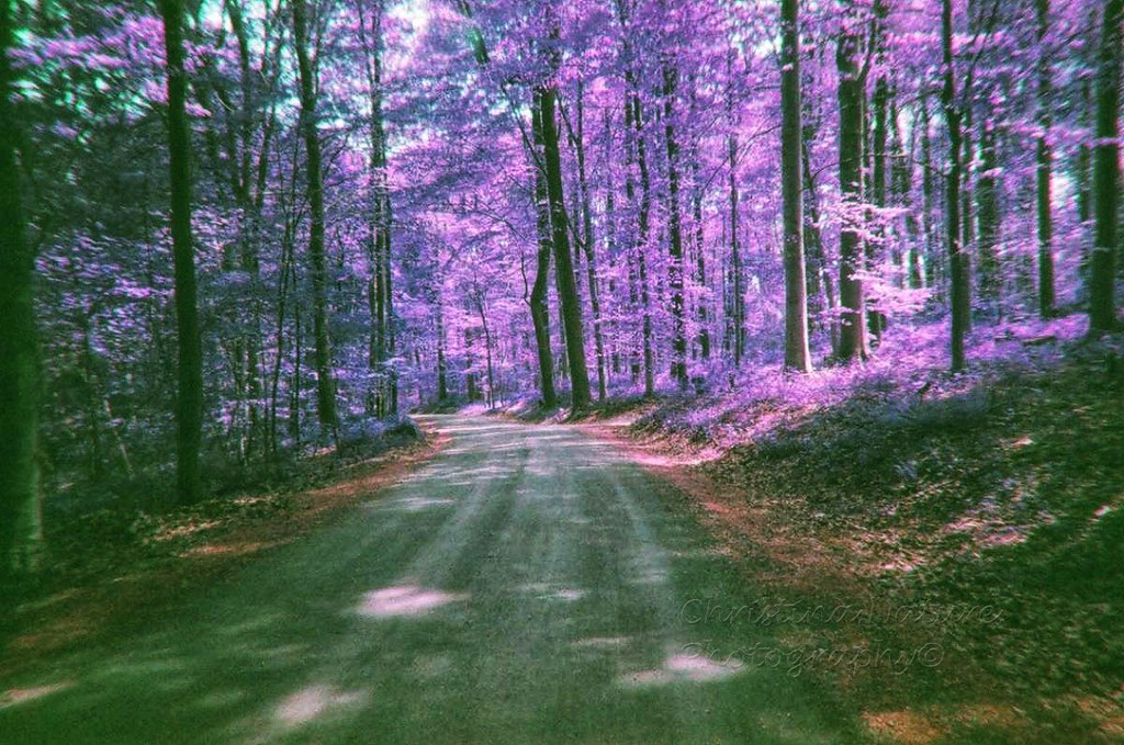 Backroad in purple.