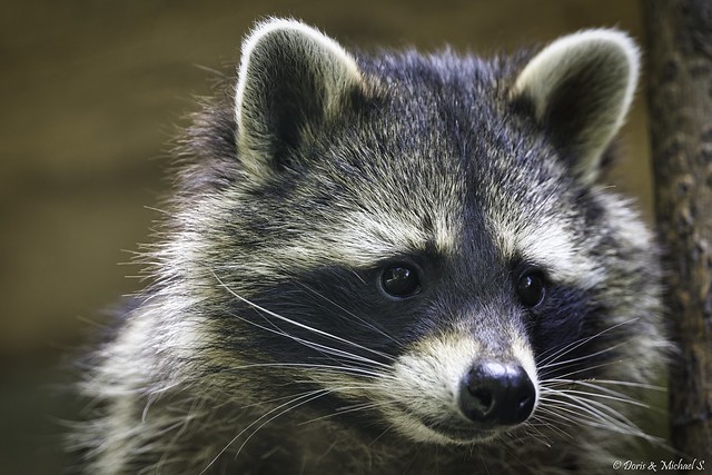 Waschbär / Raccoon