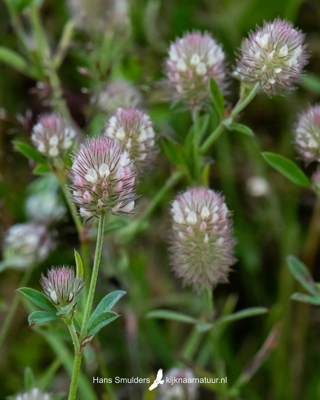 Hazenpootje (Trifolium arvense)-850_4076