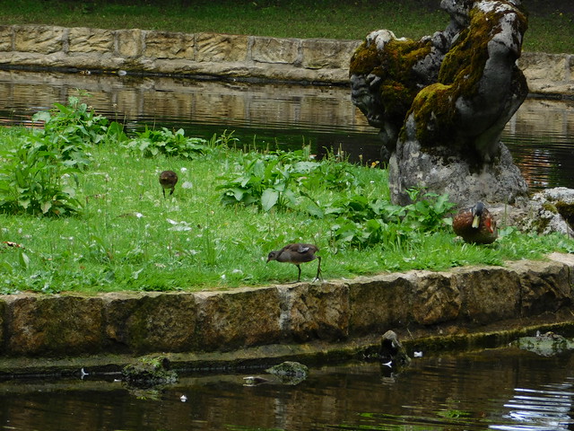 Vögel auf der Insel im Kanal