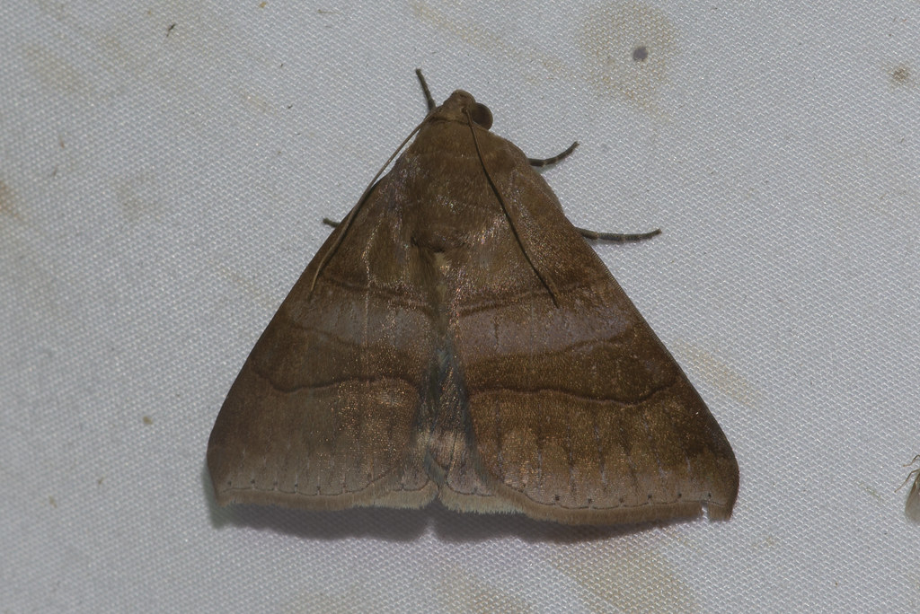 Mungda Insect Makunda Insects-16233 | Location: Makunda Christian Hospital… | Flickr