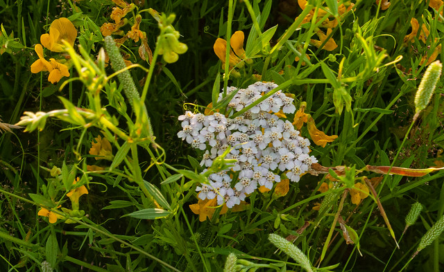 Meadow Flowers (3 of 3). (Yarrow) Helios28mm/2.8