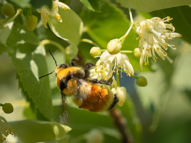 Bumblebee on flowering Linden tree