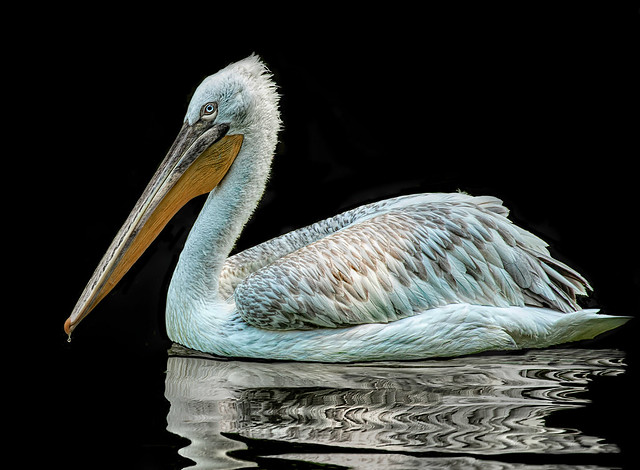 Pelikan / Pelican
