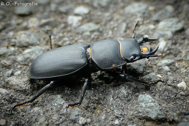 Hirschkäfer / stag beetle