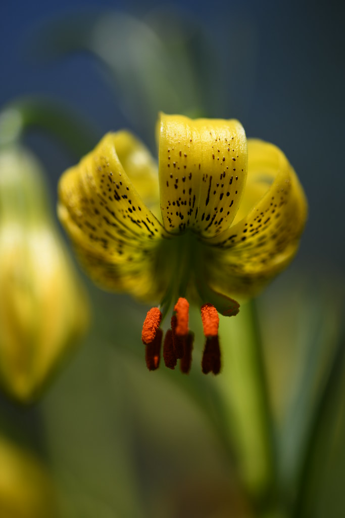 Flore des Pyrénées-Orientales | Flickr