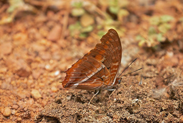 Western Red Charaxes, on The Royal Mile, Budongo Forest, Uganda