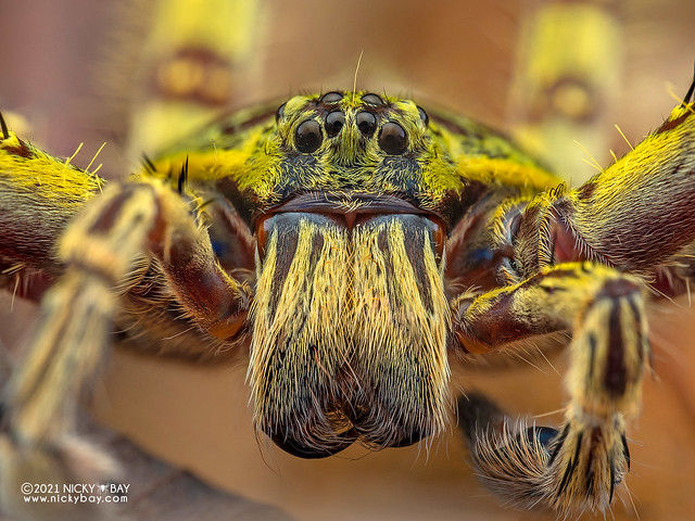 Huntsman spider (Heteropoda boiei) - P6121037
