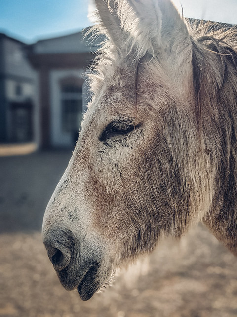 Donkey's head up close
