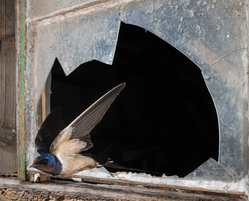 Swallow