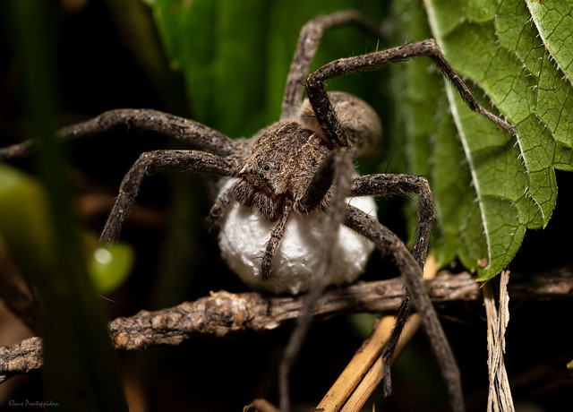 Nursery web spider mom