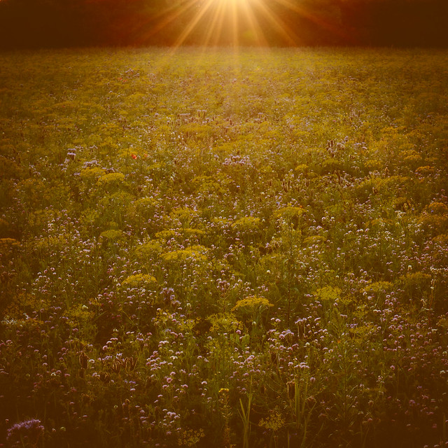 Last light over the flower meadow