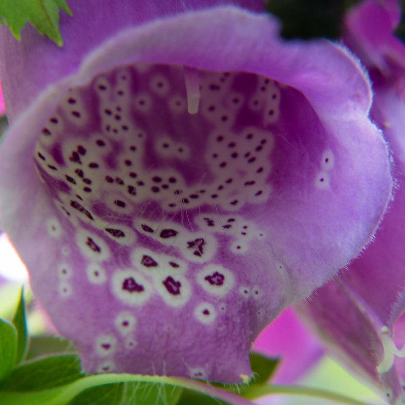 Foxglove flower, a peek inside