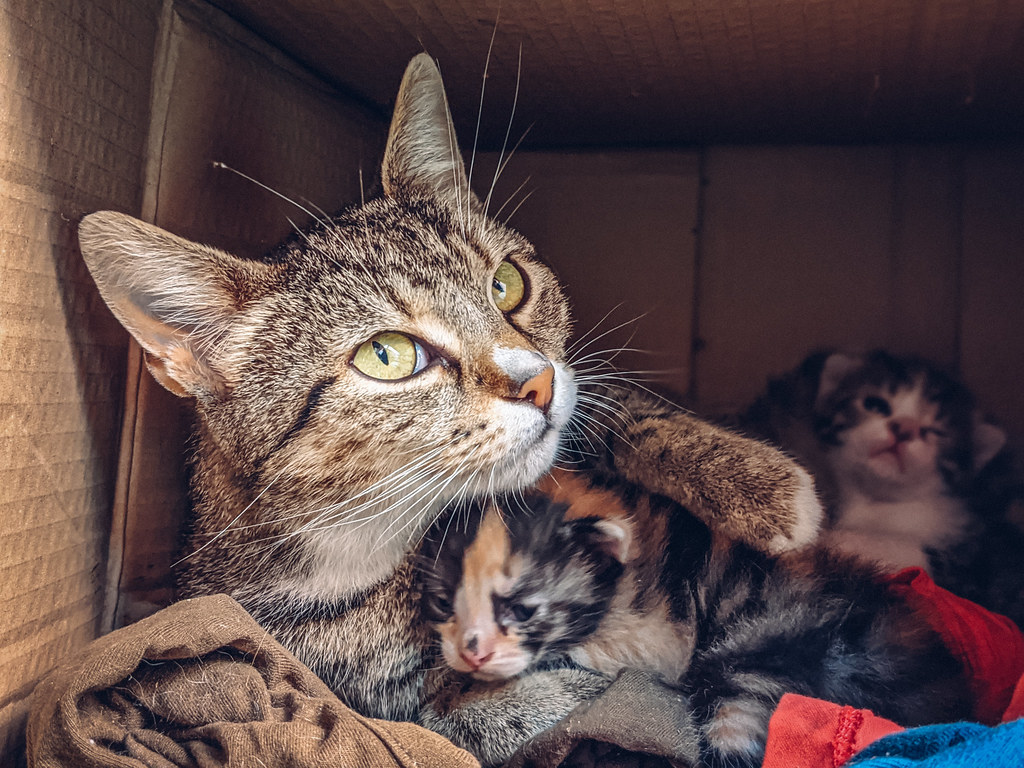 Mother cat with small kittens in a box close-up