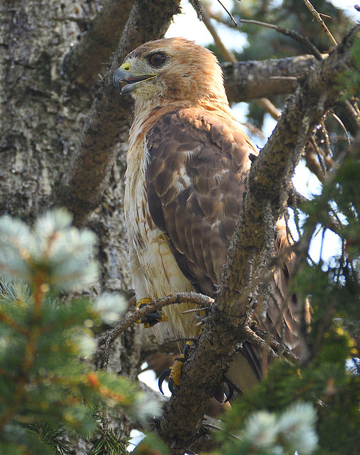 Adult female red-tailed hawk