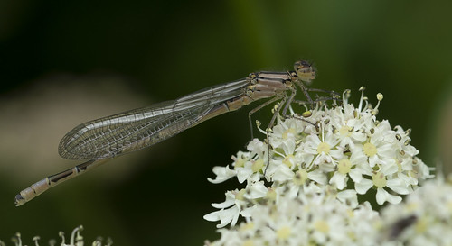 Damselfly by Ann and Chris, As always, many thanks for taking the time to view, fave and comment. That's very much appreciated

