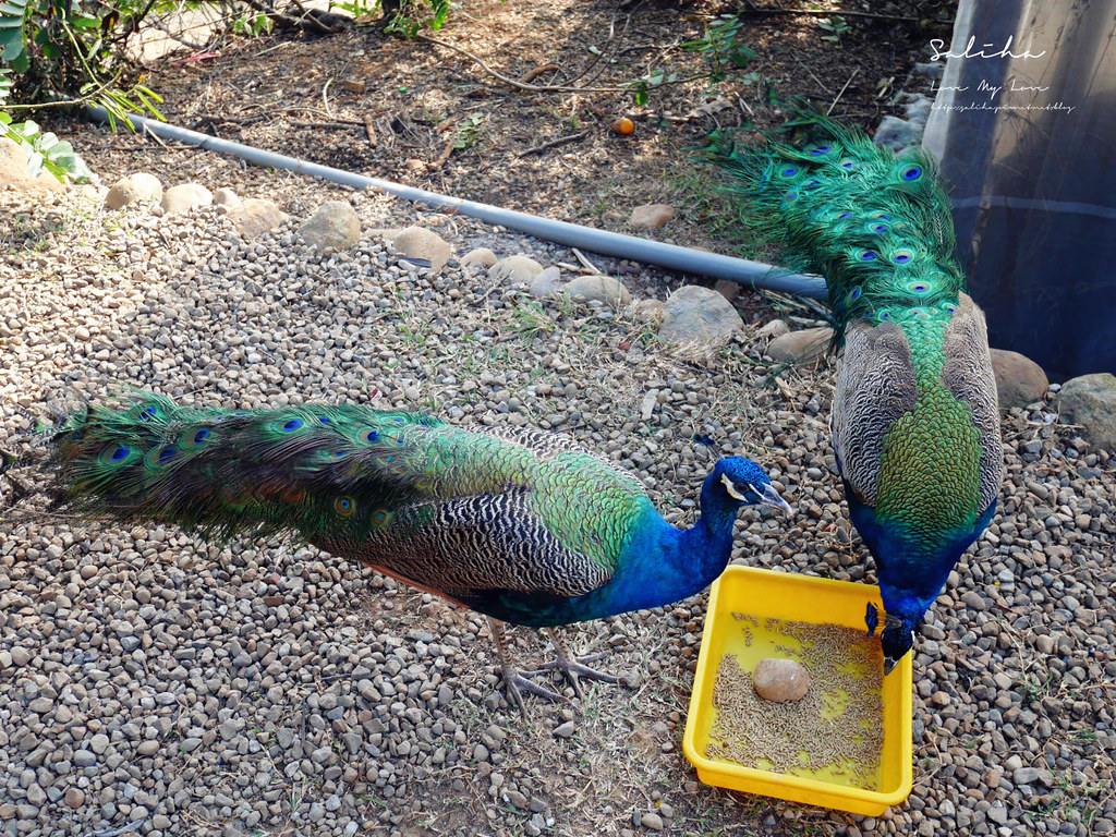 新竹親子景點一日遊新埔景點雲夢山丘可愛動物免費參觀鳥園 (1)