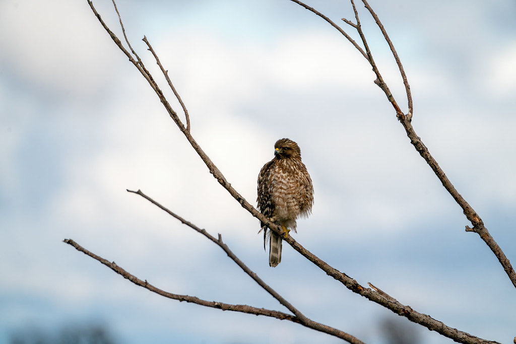 Hawk in Tree
