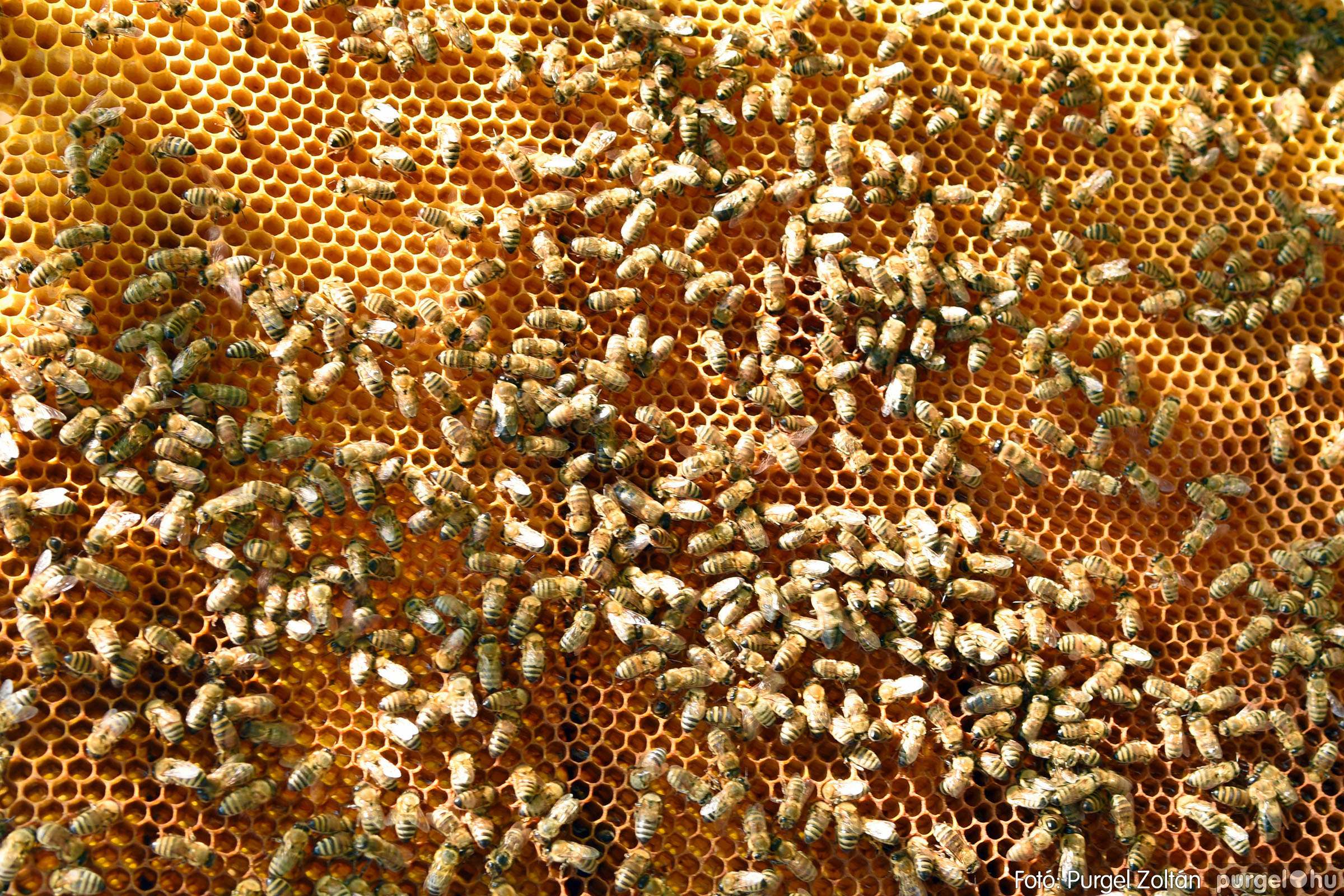 2021.07.08. 038 Gyenes Béla méhészetében - Fotó：PURGEL ZOLTÁN© DSC_8171q.jpg