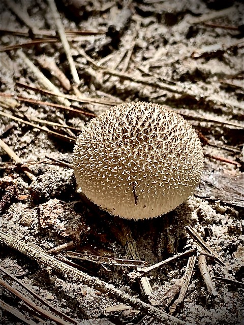 Spiny puffball (Lycoperdon echinatum)?