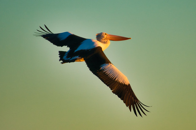 Australian pelican in flight