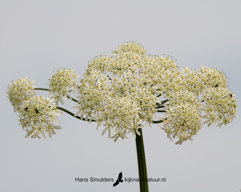 Gewone berenklauw (Heracleum sphondylium)-850_4136