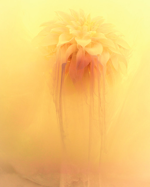 From the Series Submerged: The Dahlia Dawning
