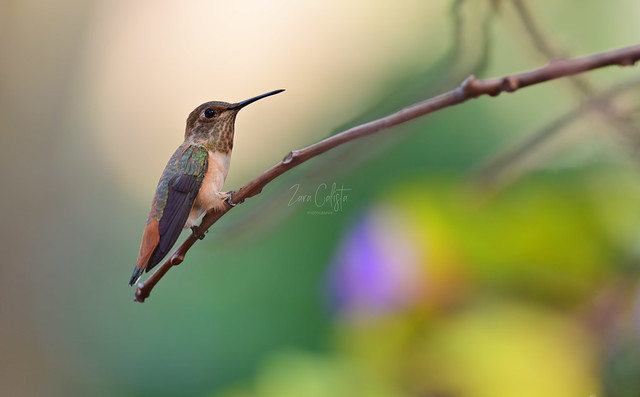 Tiny Allen's Hummingbird