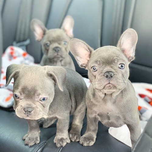 french bulldogs for sale near me cheap All puppies are