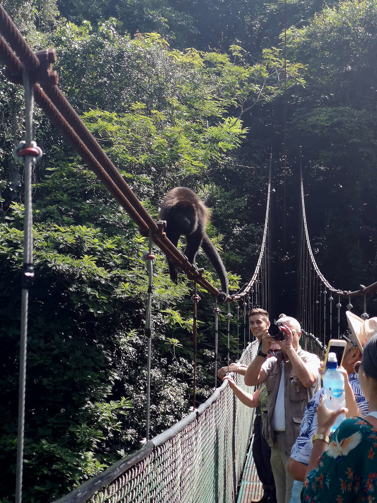 Tourists taking a picture of a monkey on the rails of a pedestrian bridge