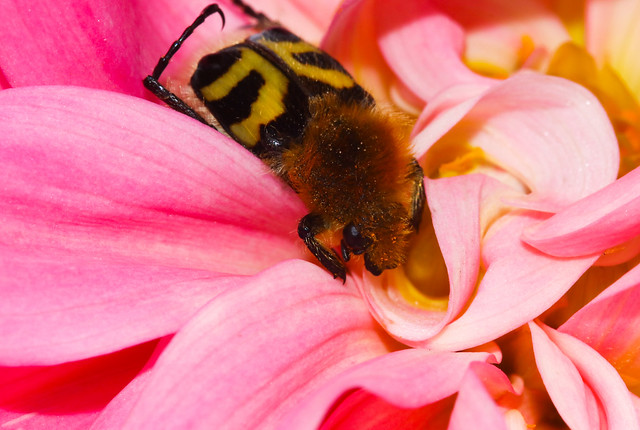 Bee Chafer (Trichius fasciatus)