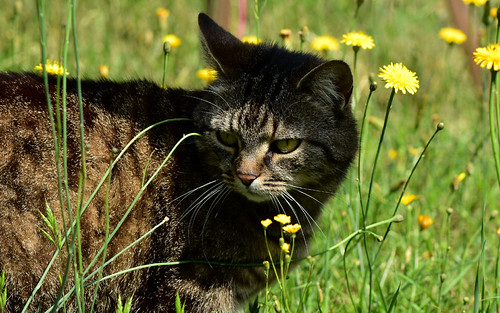 Lea die Katze | by MachoPapilio