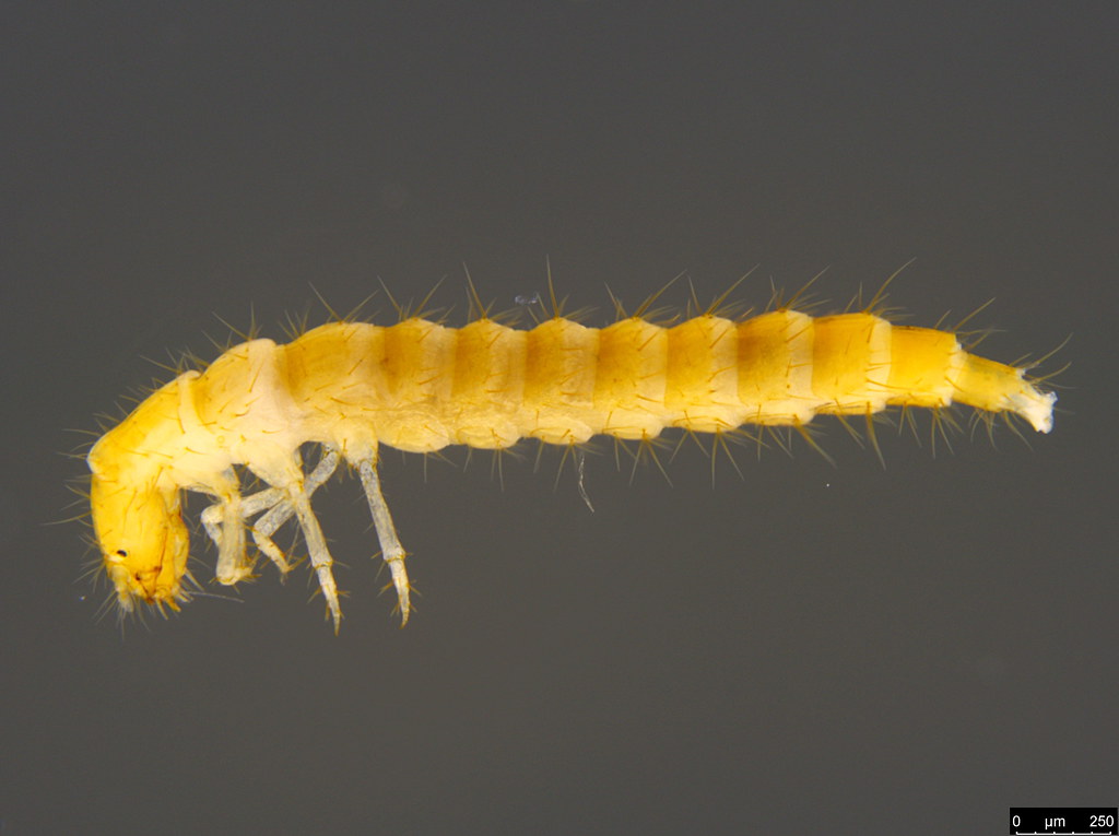 13a - Coleoptera sp.