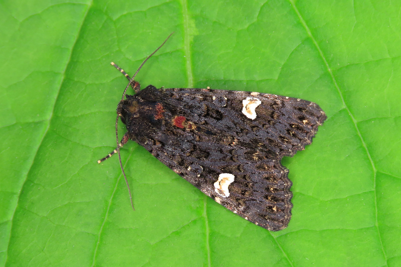 73.270 Dot Moth - Melanchra persicariae